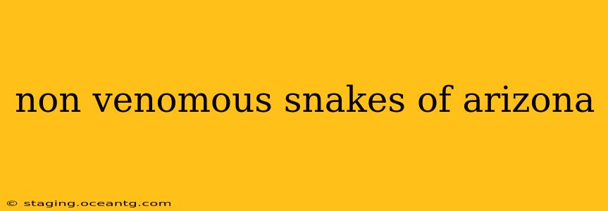non venomous snakes of arizona