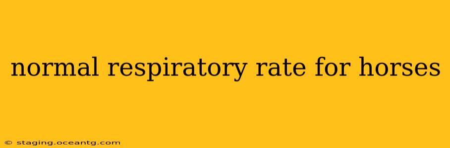 normal respiratory rate for horses
