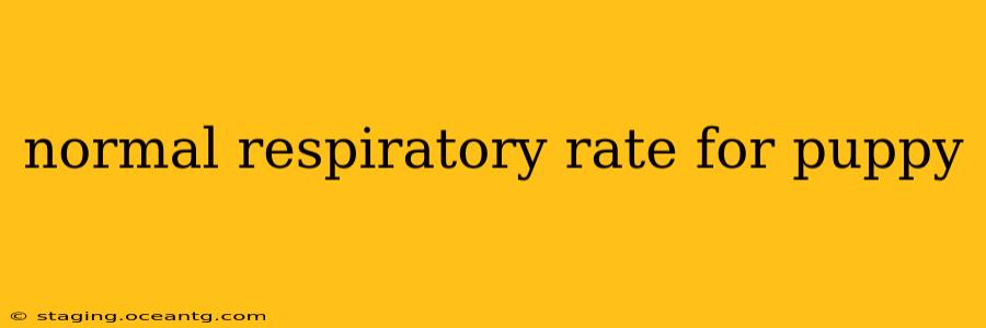 normal respiratory rate for puppy