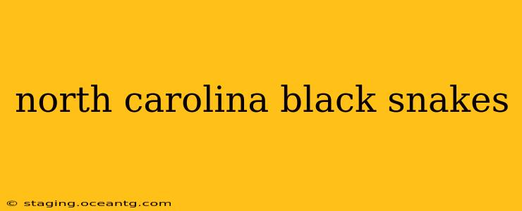 north carolina black snakes