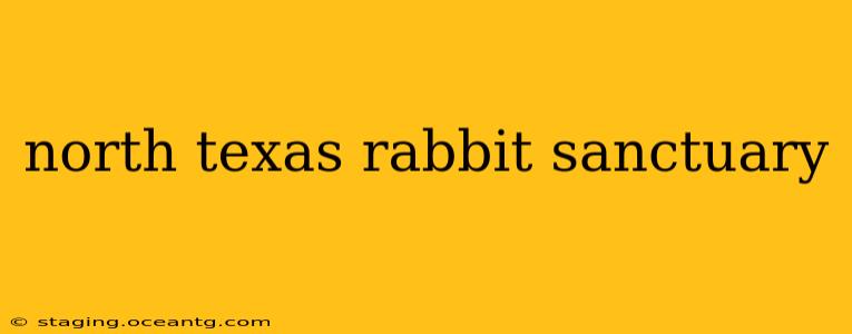 north texas rabbit sanctuary