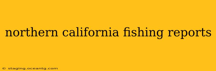 northern california fishing reports