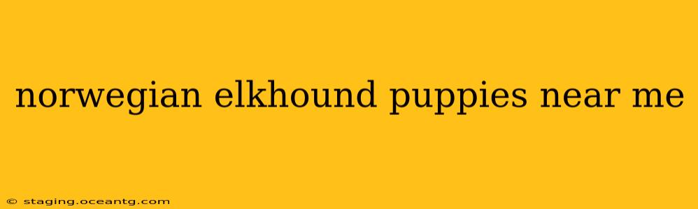 norwegian elkhound puppies near me