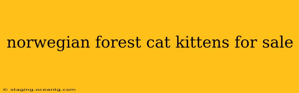 norwegian forest cat kittens for sale