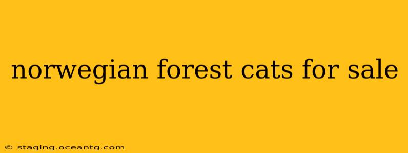 norwegian forest cats for sale