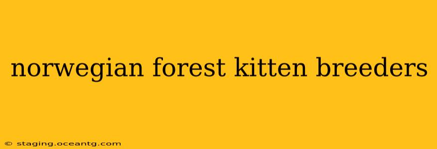 norwegian forest kitten breeders