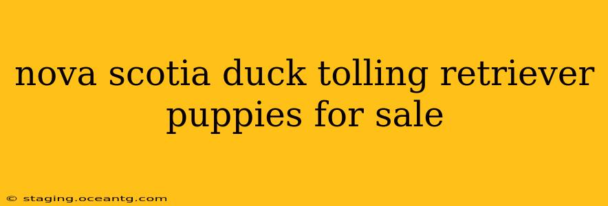 nova scotia duck tolling retriever puppies for sale
