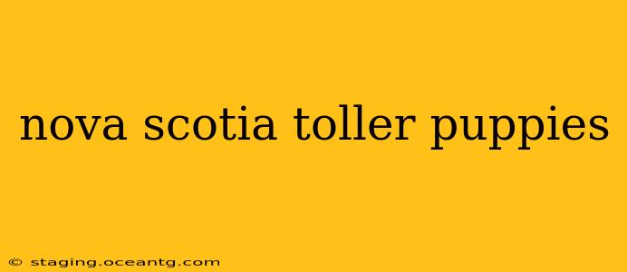 nova scotia toller puppies