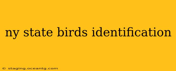 ny state birds identification