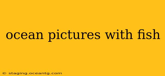 ocean pictures with fish