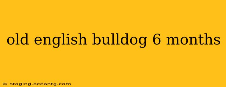 old english bulldog 6 months