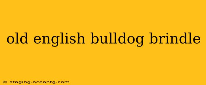 old english bulldog brindle