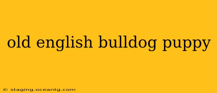 old english bulldog puppy
