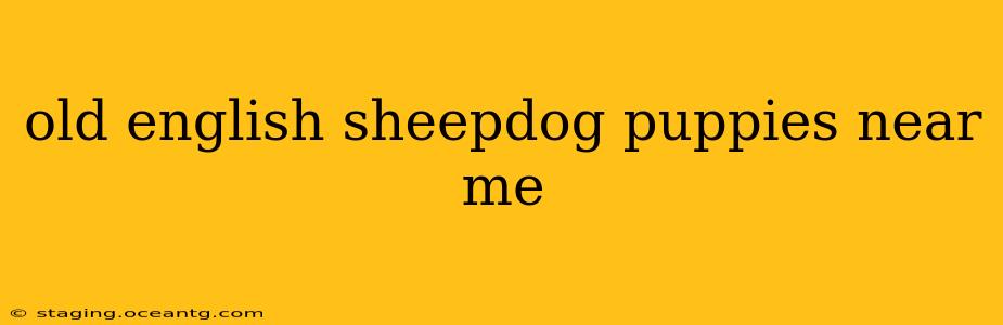 old english sheepdog puppies near me