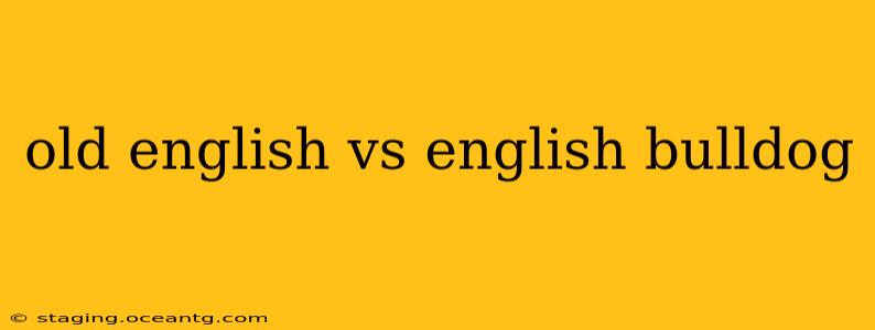 old english vs english bulldog