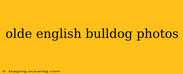 olde english bulldog photos