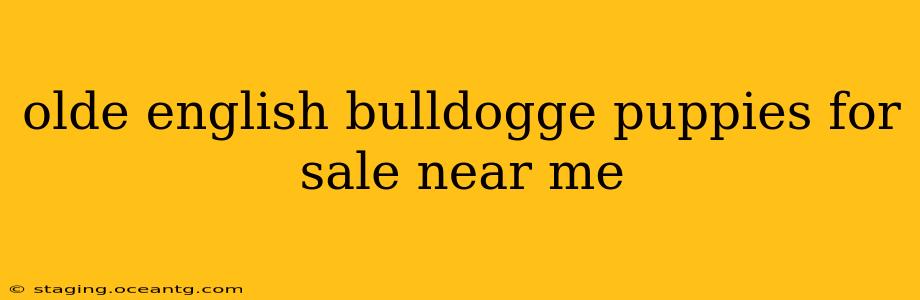 olde english bulldogge puppies for sale near me