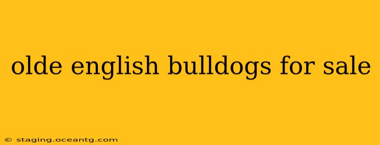 olde english bulldogs for sale