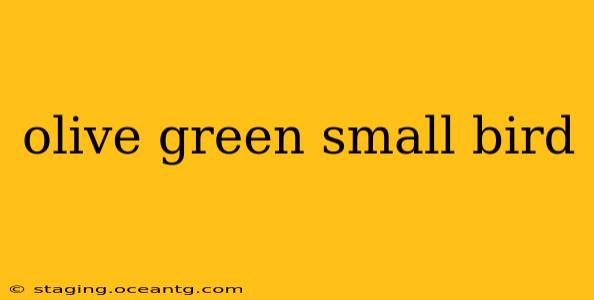 olive green small bird
