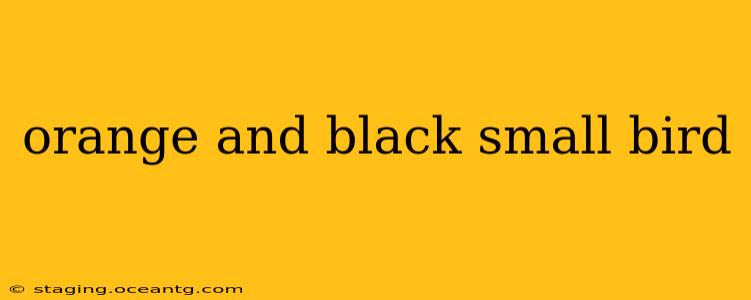 orange and black small bird