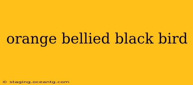 orange bellied black bird