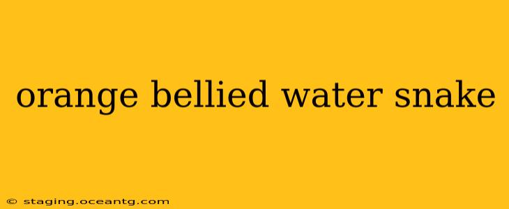 orange bellied water snake