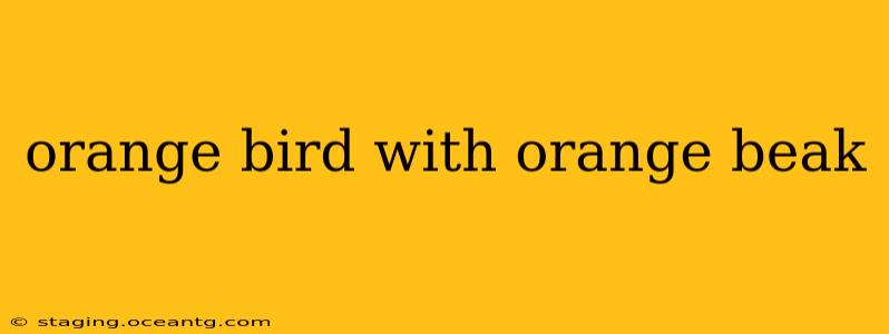 orange bird with orange beak