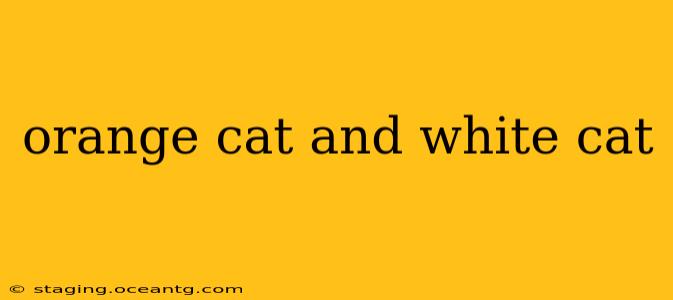 orange cat and white cat