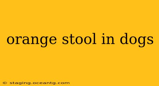 orange stool in dogs