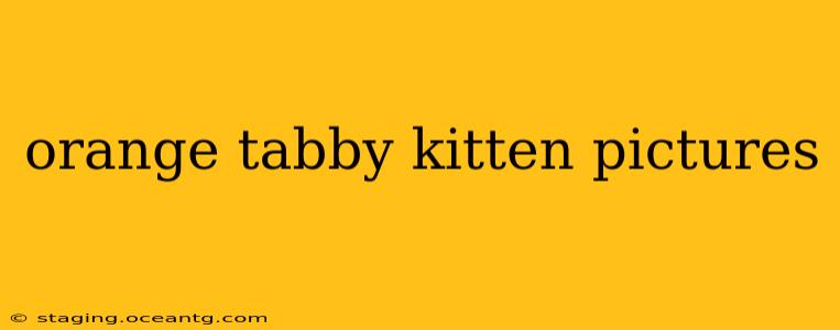 orange tabby kitten pictures