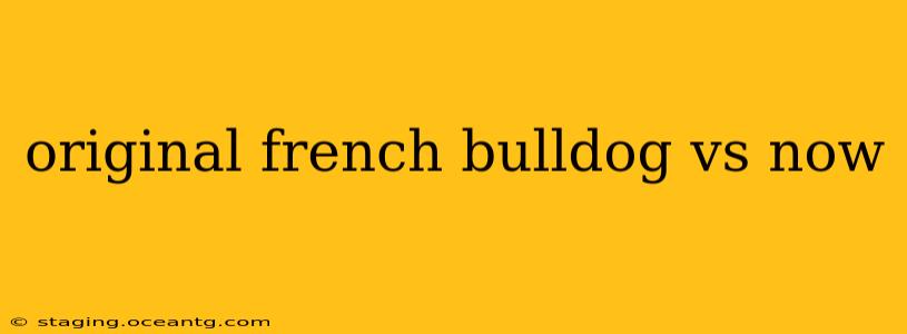 original french bulldog vs now