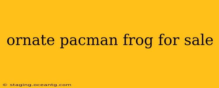 ornate pacman frog for sale