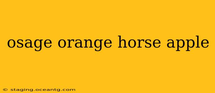 osage orange horse apple
