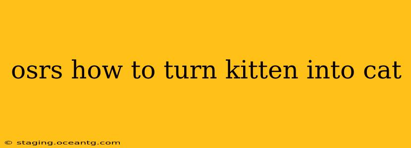 osrs how to turn kitten into cat
