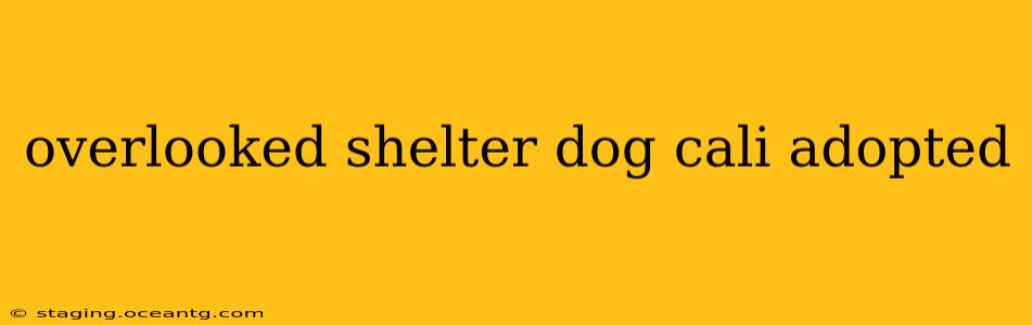 overlooked shelter dog cali adopted