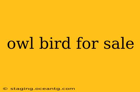 owl bird for sale