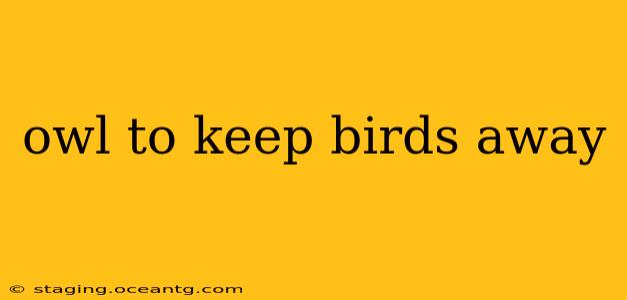 owl to keep birds away