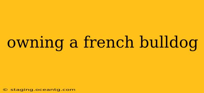 owning a french bulldog