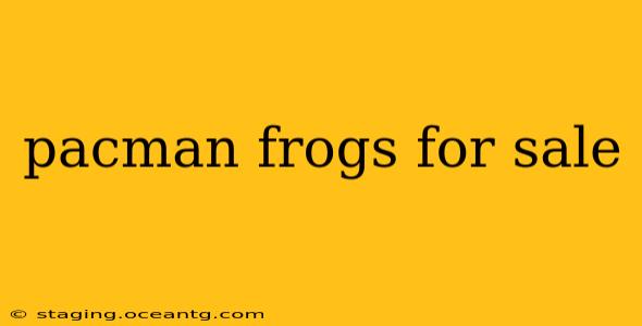 pacman frogs for sale