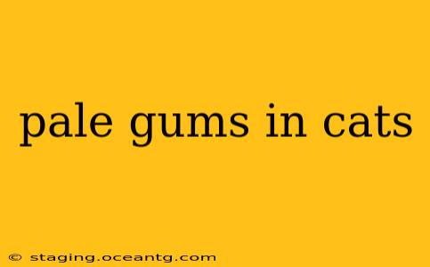 pale gums in cats