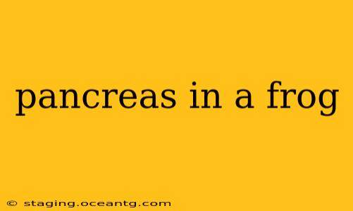 pancreas in a frog
