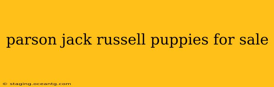parson jack russell puppies for sale