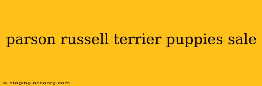 parson russell terrier puppies sale