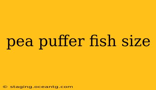 pea puffer fish size