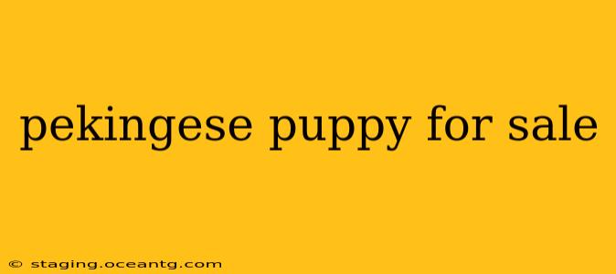 pekingese puppy for sale