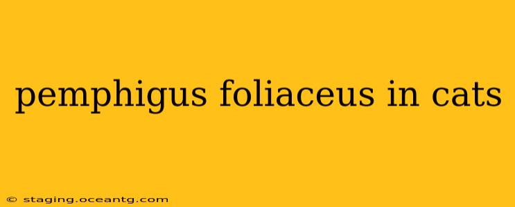 pemphigus foliaceus in cats