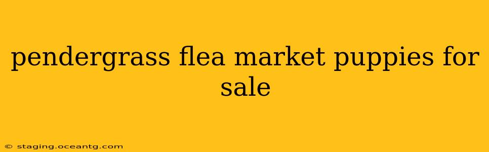 pendergrass flea market puppies for sale