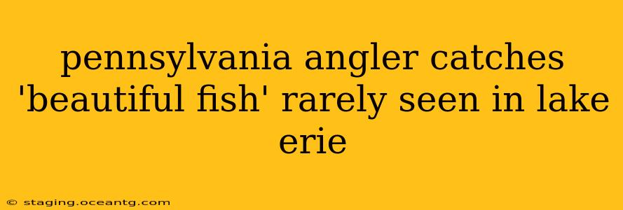 pennsylvania angler catches 'beautiful fish' rarely seen in lake erie