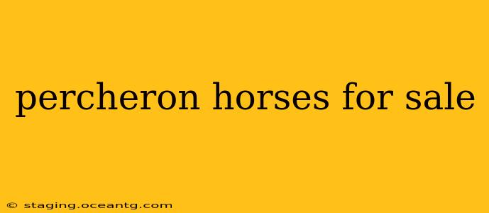 percheron horses for sale