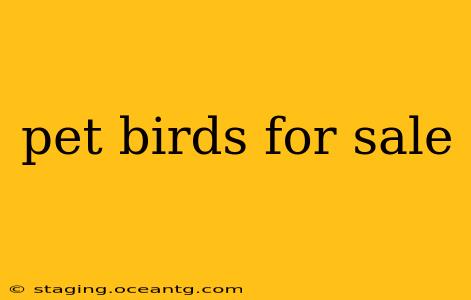 pet birds for sale